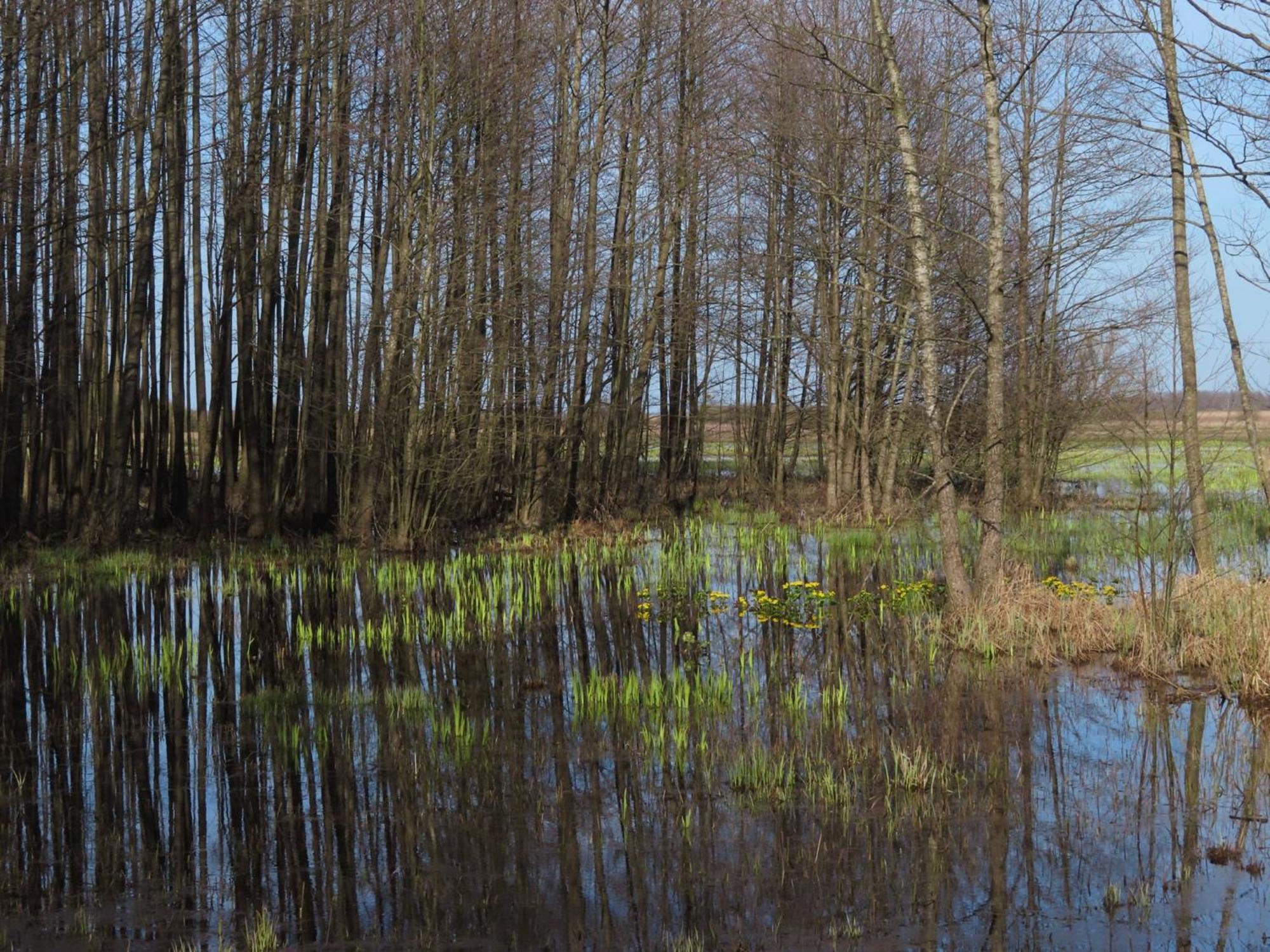 Noclegi Nad Biebrza Stara Szkola Wrocen ภายนอก รูปภาพ